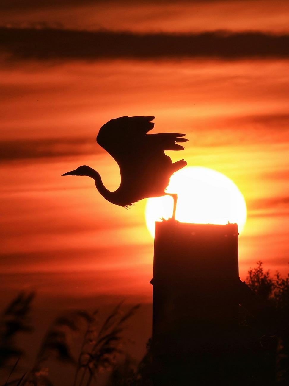 Dragon Silhouette